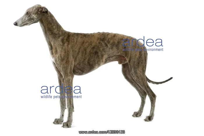 : Dog - Greyhound