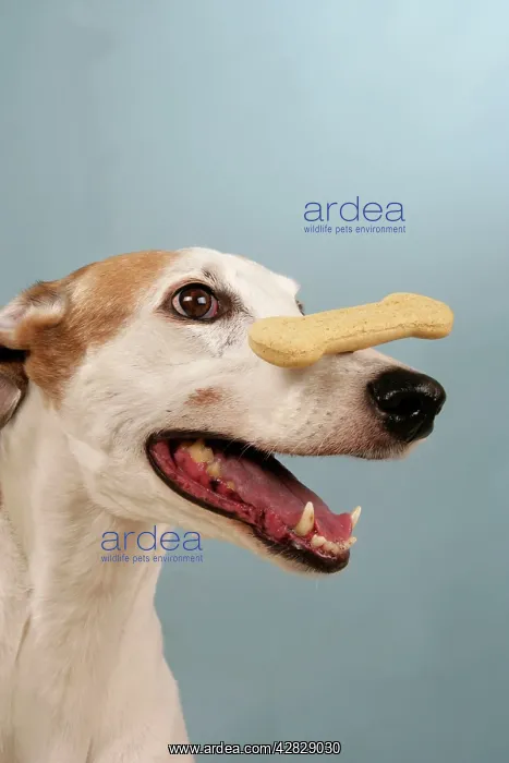  : Dog - Greyhound with biscuit balanced on his nose