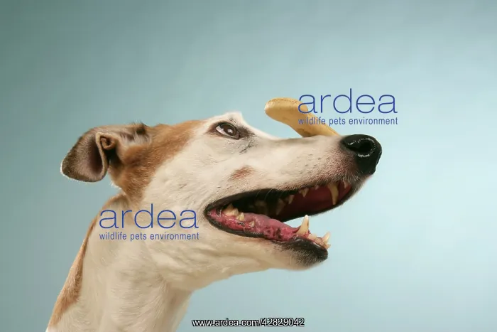  : Dog - Greyhound with biscuit balanced on his nose