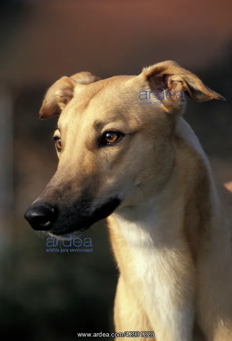 : Dog - Greyhound, close-up of head : Dog - Greyhound, close-up of head