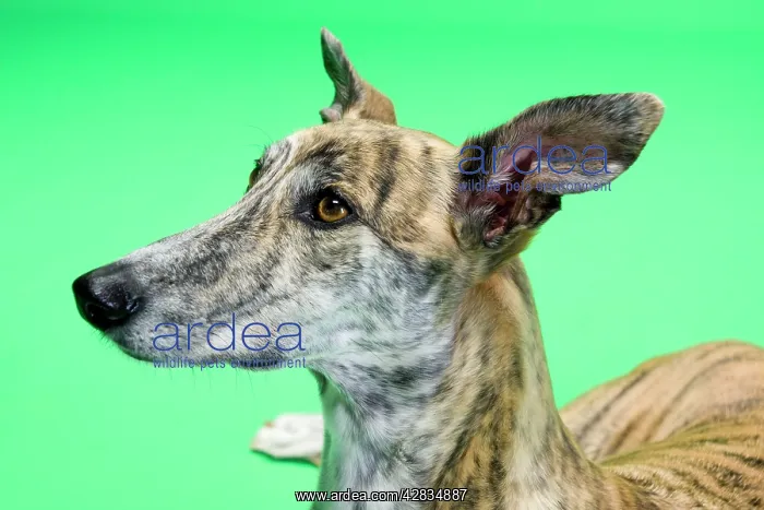  : Dog - Greyhound - female