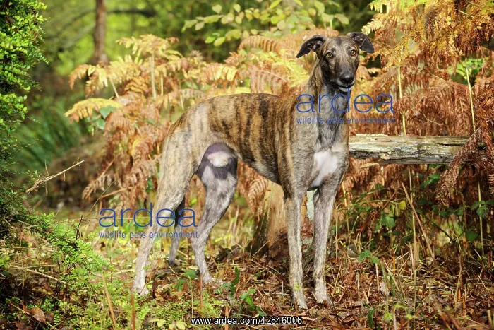 : DOG. Greyhound in ferns : DOG. Greyhound in ferns