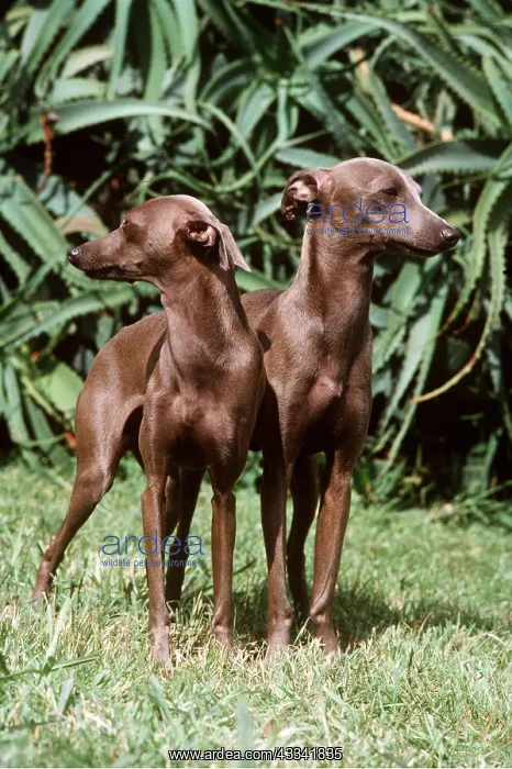 : DOG - GREYHOUND - ITALIAN : DOG - GREYHOUND - ITALIAN