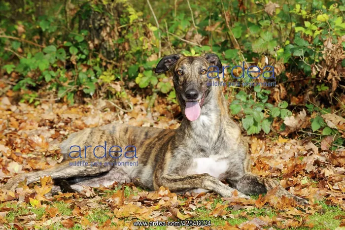 : DOG. Greyhound in leaves : DOG. Greyhound in leaves