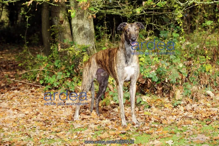 : DOG. Greyhound in leaves : DOG. Greyhound in leaves