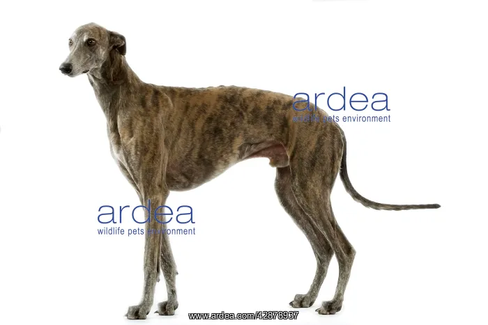 : Dog - Greyhound / Levrier : Dog - Greyhound / Levrier