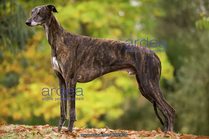  : Dog - Greyhound outside