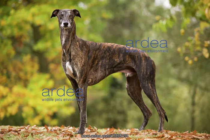 : Dog - Greyhound outside : Dog - Greyhound outside
