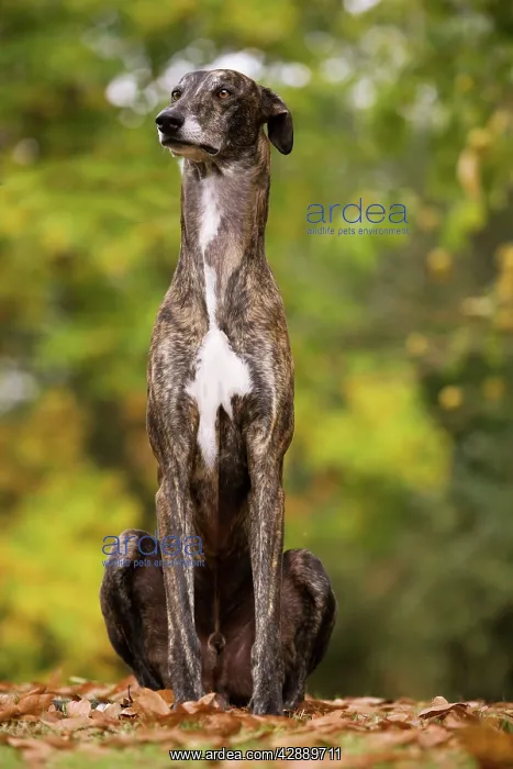  : Dog - Greyhound sitting outside