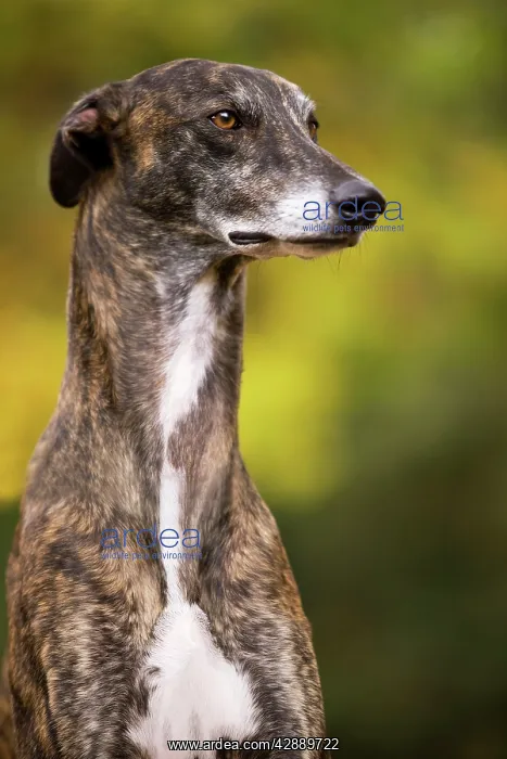  : Dog - Greyhound sitting outside