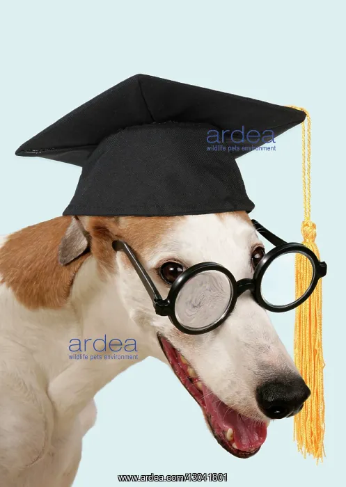 : Dog - Greyhound wearing joke magnifying glasses : Dog - Greyhound wearing joke magnifying glasses