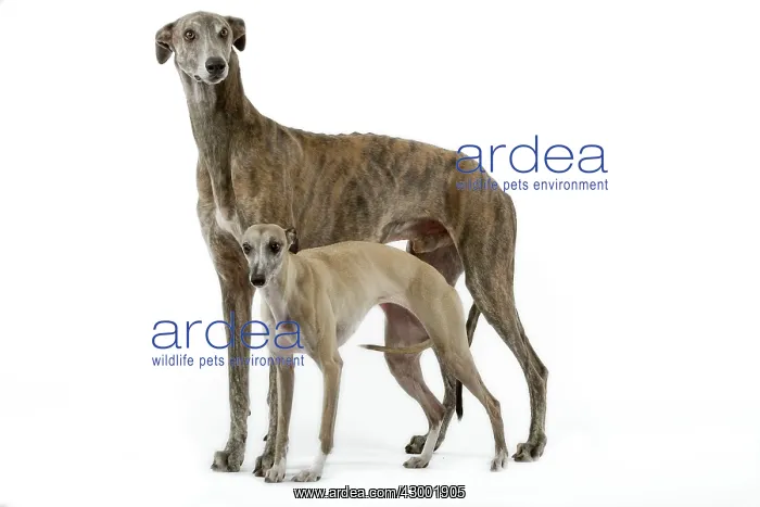 : Dog - Greyhound and Whippet : Dog - Greyhound and Whippet