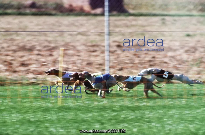 : DOG - GREYHOUNDS RACING : DOG - GREYHOUNDS RACING