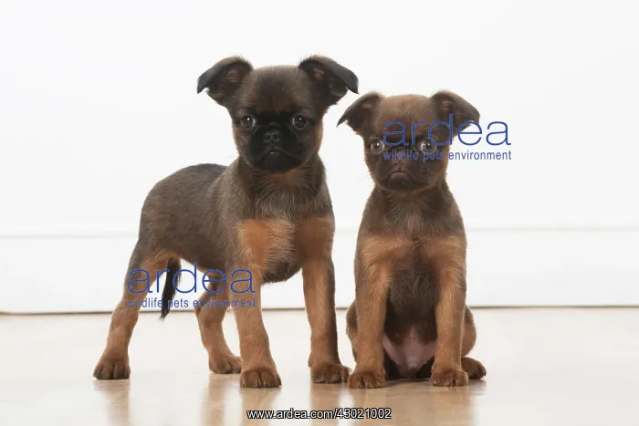 : Dog Griffon Bruxellois 8 week old puppies : Dog Griffon Bruxellois 8 week old puppies