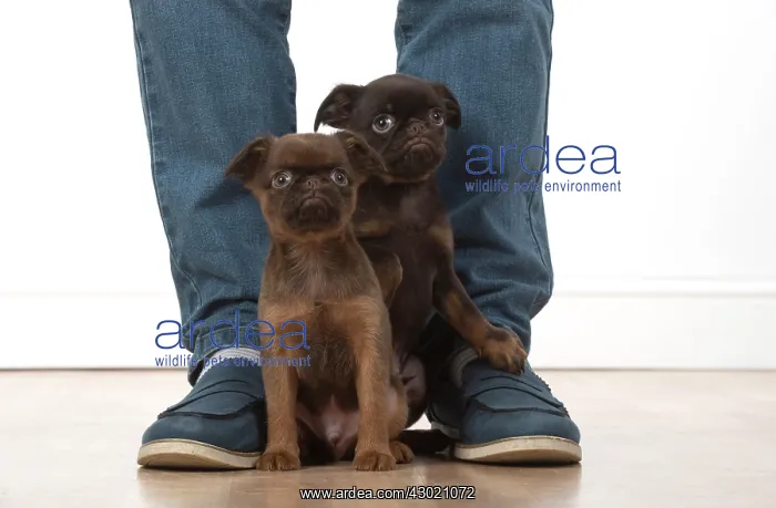 : Dog Griffon Bruxellois 8 week old puppies : Dog Griffon Bruxellois 8 week old puppies