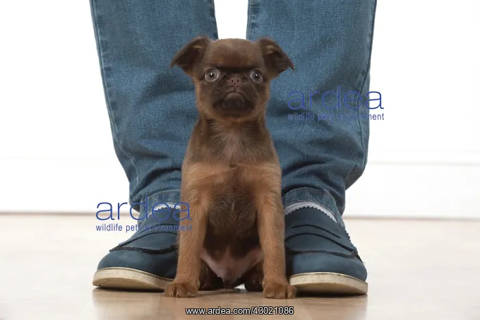 : Dog Griffon Bruxellois 8 week old puppies : Dog Griffon Bruxellois 8 week old puppies