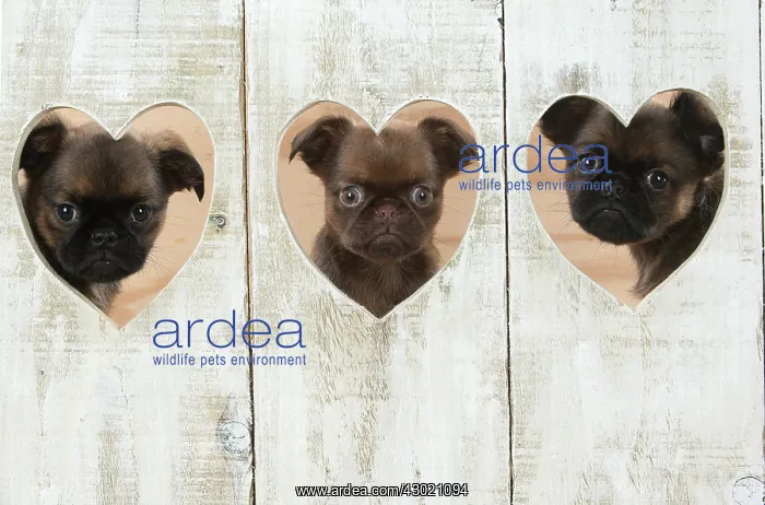 : Dog Griffon Bruxellois 8 week old puppies : Dog Griffon Bruxellois 8 week old puppies
