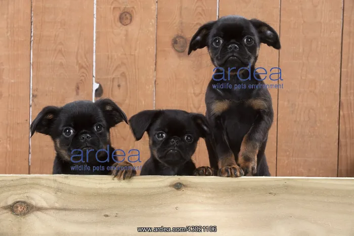 : Dog Griffon Bruxellois 8 week old puppies : Dog Griffon Bruxellois 8 week old puppies