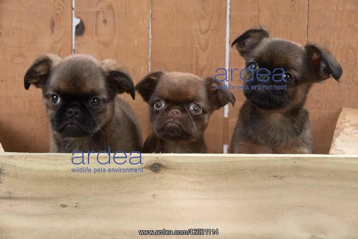 : Dog Griffon Bruxellois 8 week old puppies : Dog Griffon Bruxellois 8 week old puppies