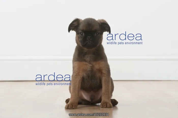 : Dog Griffon Bruxellois 8 week old puppies
