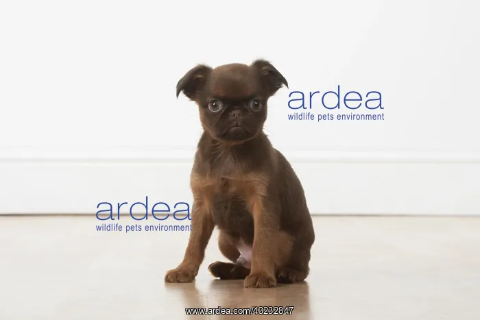 : Dog Griffon Bruxellois 8 week old puppies : Dog Griffon Bruxellois 8 week old puppies