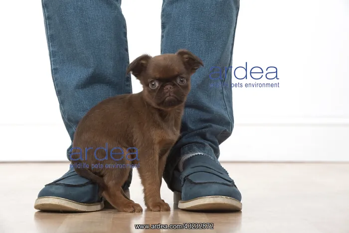 : Dog Griffon Bruxellois 8 week old puppies : Dog Griffon Bruxellois 8 week old puppies