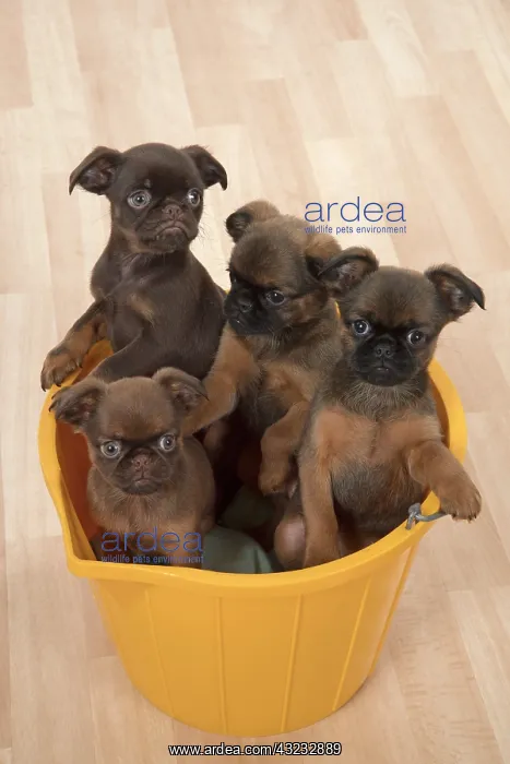 : Dog Griffon Bruxellois 8 week old puppies : Dog Griffon Bruxellois 8 week old puppies