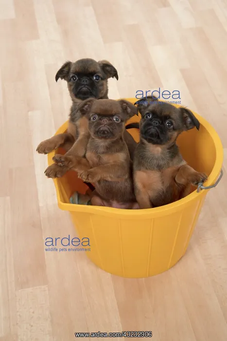 : Dog Griffon Bruxellois 8 week old puppies : Dog Griffon Bruxellois 8 week old puppies