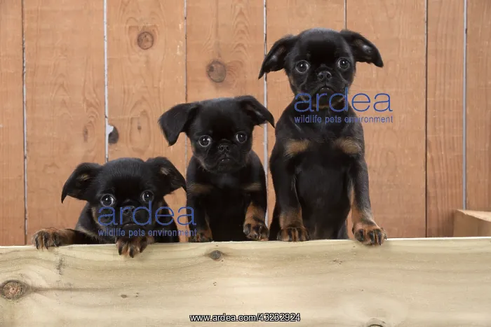 : Dog Griffon Bruxellois 8 week old puppies : Dog Griffon Bruxellois 8 week old puppies