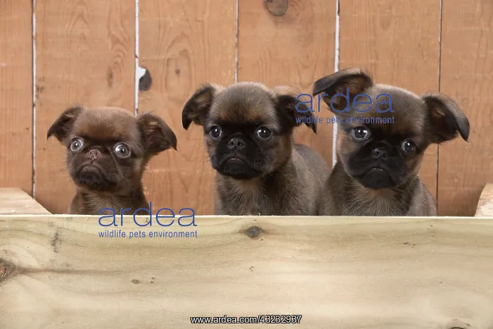 : Dog Griffon Bruxellois 8 week old puppies : Dog Griffon Bruxellois 8 week old puppies