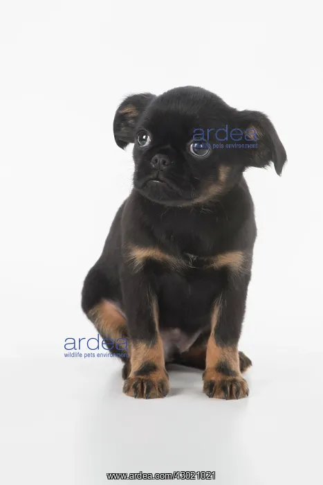  : Dog Griffon Bruxellois 8 week old puppy