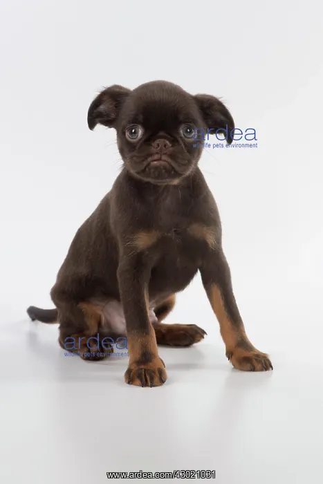 : Dog Griffon Bruxellois 8 week old puppy : Dog Griffon Bruxellois 8 week old puppy