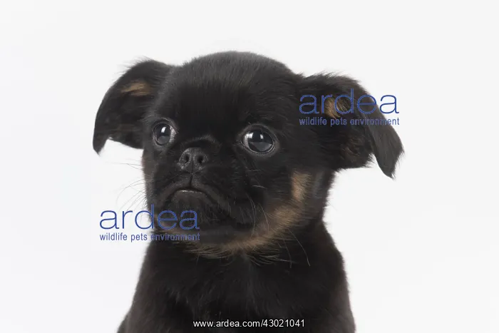 : Dog Griffon Bruxellois 8 week old puppy : Dog Griffon Bruxellois 8 week old puppy