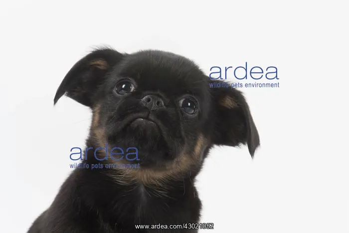  : Dog Griffon Bruxellois 8 week old puppy