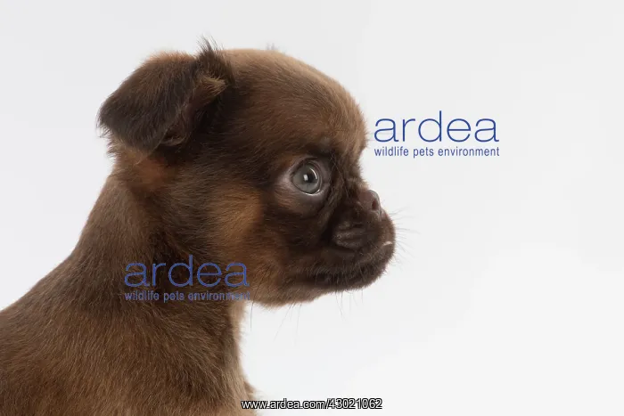: Dog Griffon Bruxellois 8 week old puppy : Dog Griffon Bruxellois 8 week old puppy