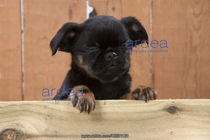 : Dog Griffon Bruxellois 8 week old puppy : Dog Griffon Bruxellois 8 week old puppy