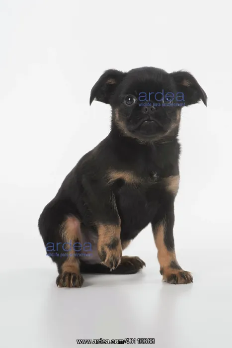 : Dog Griffon Bruxellois 8 week old puppy : Dog Griffon Bruxellois 8 week old puppy