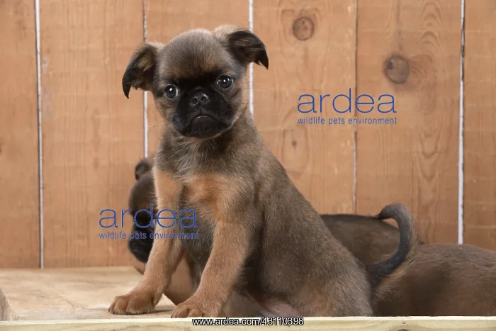  : Dog Griffon Bruxellois 8 week old puppy