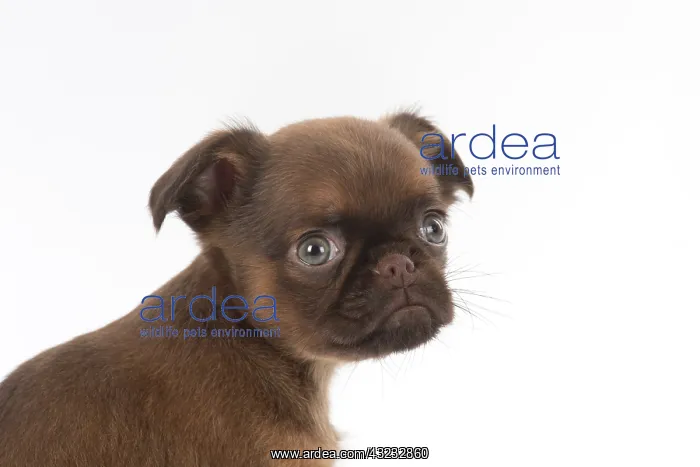 : Dog Griffon Bruxellois 8 week old puppy : Dog Griffon Bruxellois 8 week old puppy