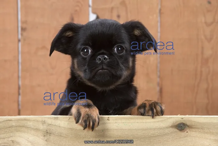 : Dog Griffon Bruxellois 8 week old puppy : Dog Griffon Bruxellois 8 week old puppy