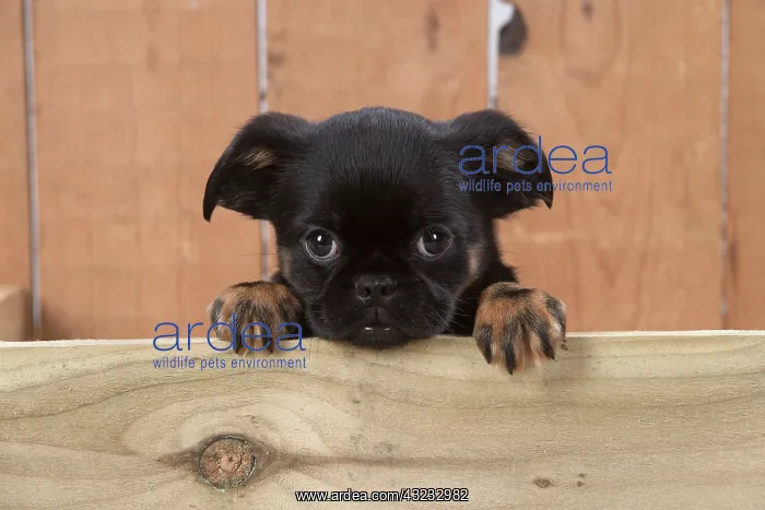 : Dog Griffon Bruxellois 8 week old puppy : Dog Griffon Bruxellois 8 week old puppy