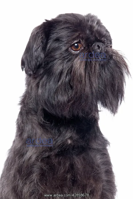 : Dog - Griffon Bruxellois / Brussels Griffon / Griffon Belge : Dog - Griffon Bruxellois / Brussels Griffon / Griffon Belge