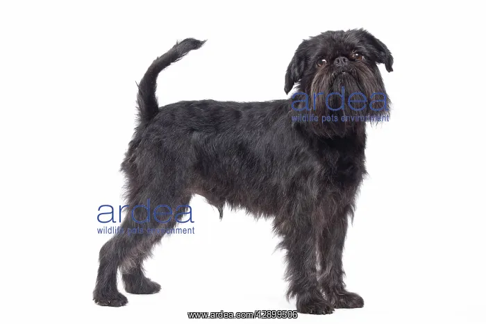 : Dog - Griffon Bruxellois / Brussels Griffon / Griffon Belge : Dog - Griffon Bruxellois / Brussels Griffon / Griffon Belge