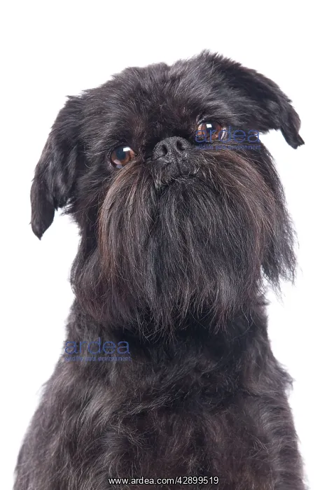 : Dog - Griffon Bruxellois / Brussels Griffon / Griffon Belge : Dog - Griffon Bruxellois / Brussels Griffon / Griffon Belge