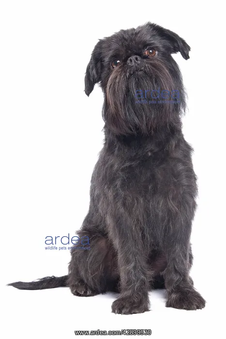 : Dog - Griffon Bruxellois / Brussels Griffon / Griffon Belge : Dog - Griffon Bruxellois / Brussels Griffon / Griffon Belge