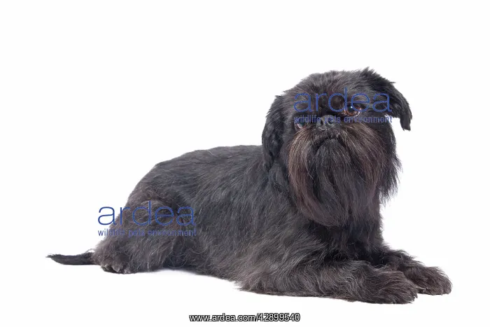 : Dog - Griffon Bruxellois / Brussels Griffon / Griffon Belge : Dog - Griffon Bruxellois / Brussels Griffon / Griffon Belge