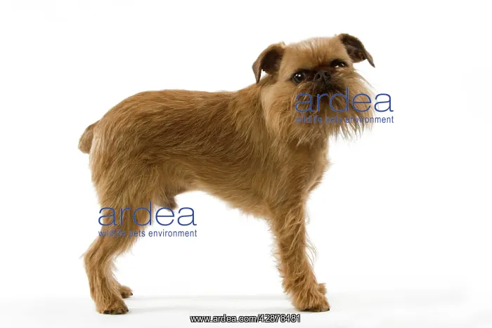 : Dog - Griffon Bruxellois / Griffon Belge : Dog - Griffon Bruxellois / Griffon Belge