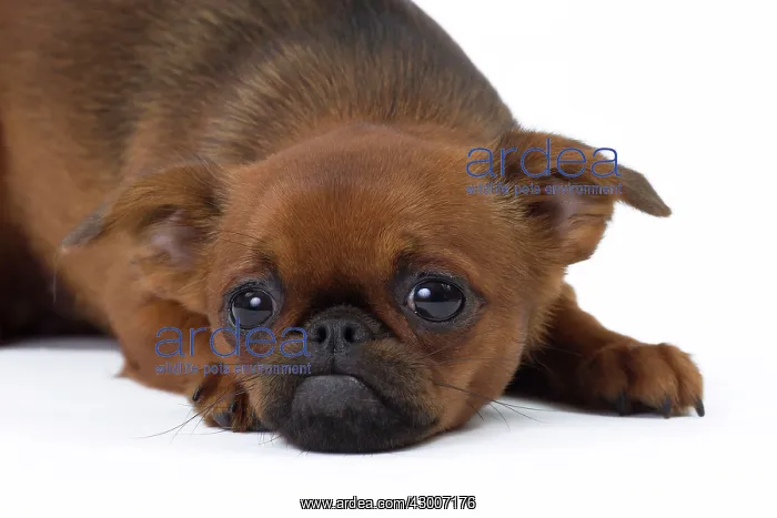 : Dog - Griffon Bruxellois / Petit Brabancon : Dog - Griffon Bruxellois / Petit Brabancon