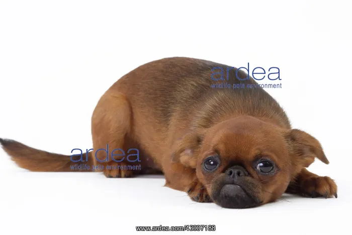 : Dog - Griffon Bruxellois / Petit Brabancon : Dog - Griffon Bruxellois / Petit Brabancon