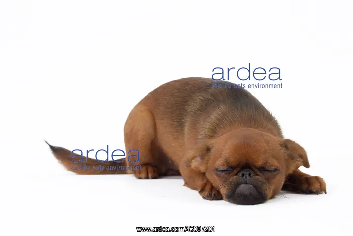 : Dog - Griffon Bruxellois / Petit Brabancon : Dog - Griffon Bruxellois / Petit Brabancon
